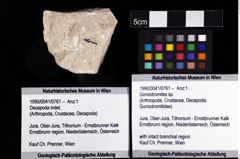 Foto (Objket + Etiketten) von Goniodromites sp. 